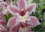 Cymbidium spp.