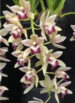 Cymbidium spp.