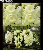 Cymbidium spp.