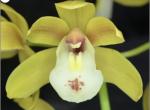 Cymbidium spp.