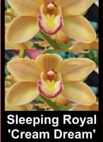 Cymbidium spp.