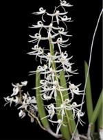 Dockrillia wassellii
