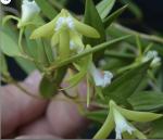 Dockrillia spp.