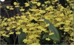 Oncidium flexuosum