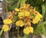Oncidium spp.