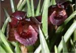 Maxillaria cogniauxiana