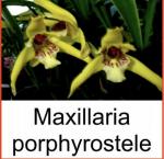 Maxillaria porphryostele