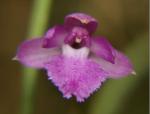 Neulachia pulchella