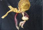 Stanhopea insignis
