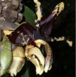 Stanhopea tigrina