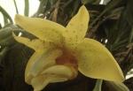 Stanhopea graveolens