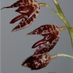 Pluerothallis restrepioides
