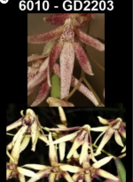 Dockrillia spp.