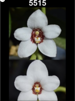 Sarcochilus hartmannii