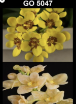 Sarcochilus spp.