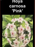 Hoya carnosa