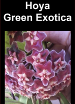 Hoya spp.