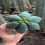 Trichocereus hybrid