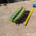 Trichocereus bridgesii