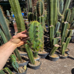 Trichocereus spp