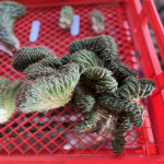 Trichocereus pachanoi