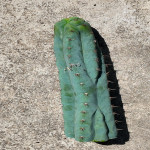 Trichocereus peruvianus