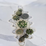 Cactus spp.