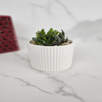 Succulent spp.