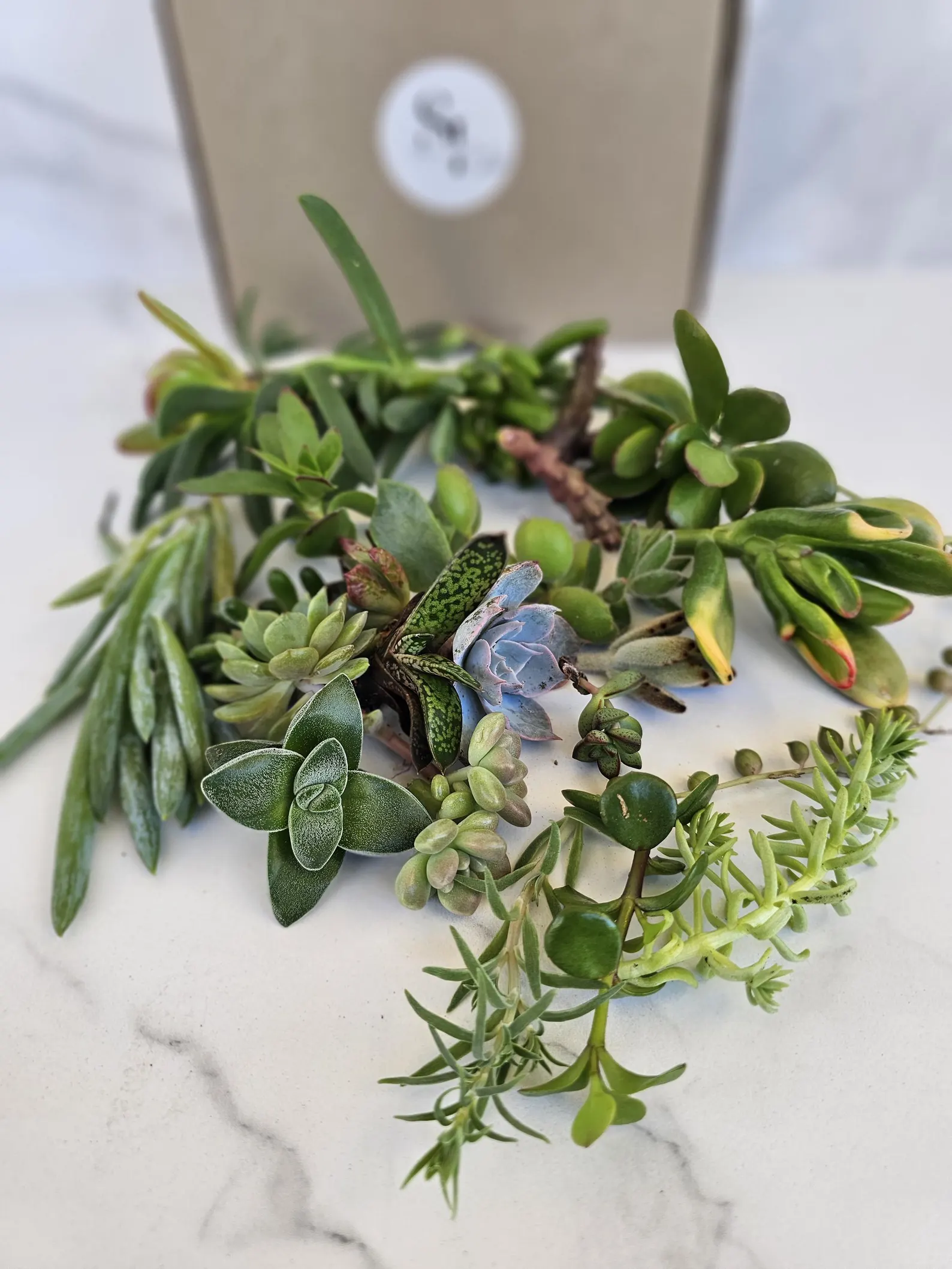 Succulent spp.