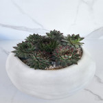 Succulent spp.
