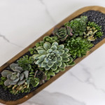 Succulent spp.