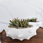 Haworthia sp.