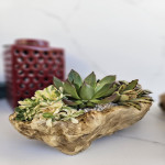 Succulent spp.