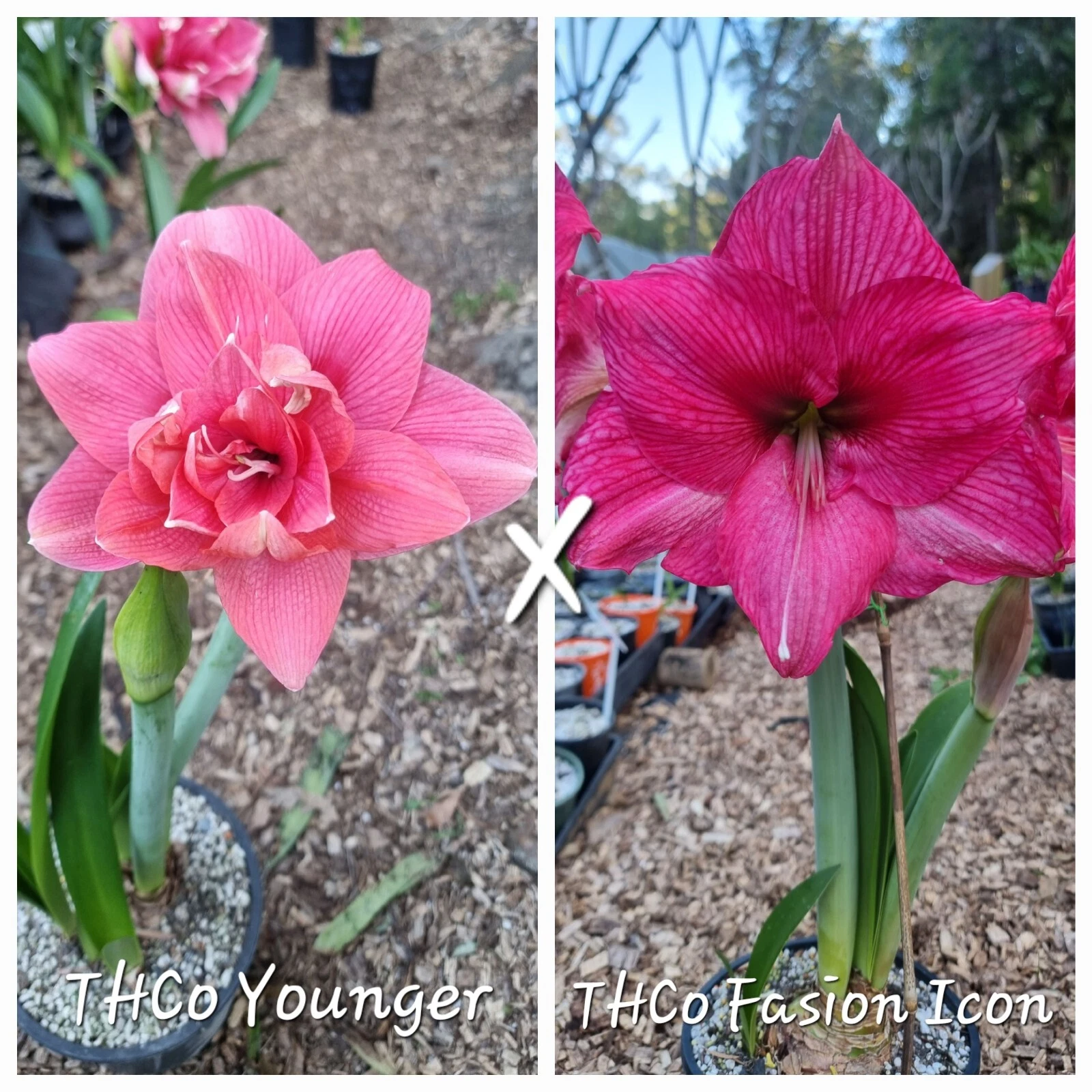 Hippeastrum sp.