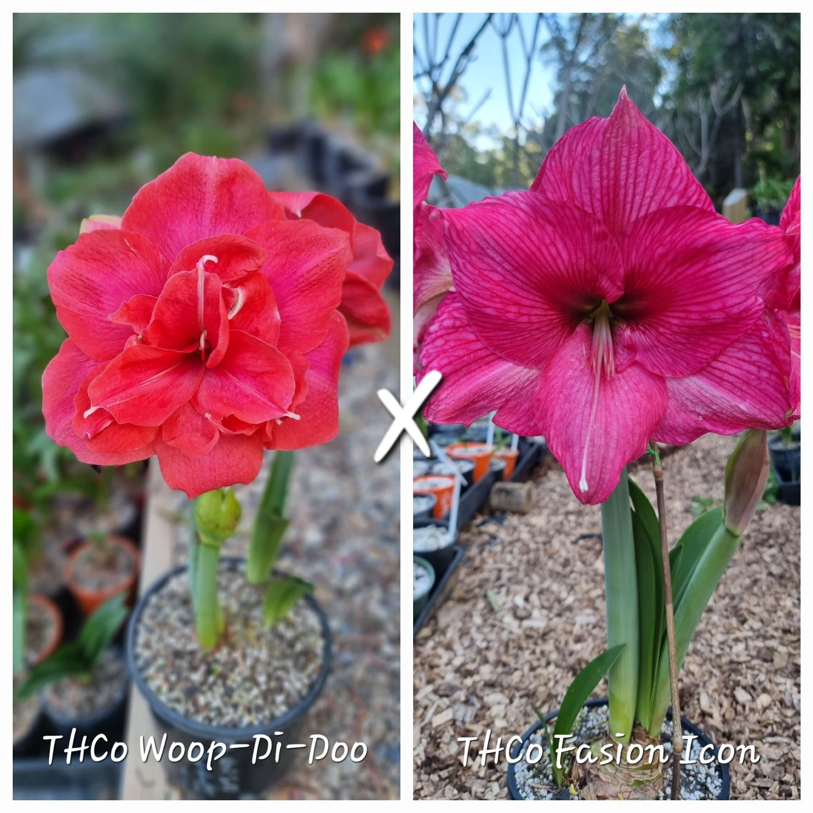 Hippeastrum spp.