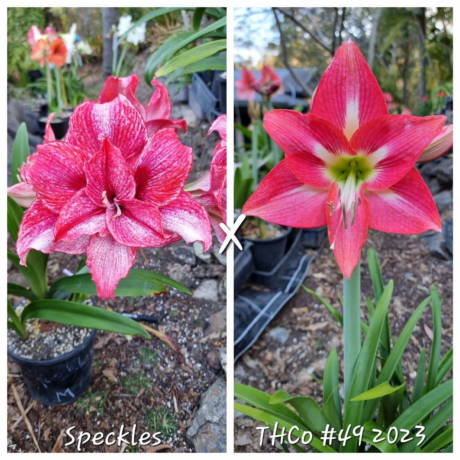 Hippeastrum spp.