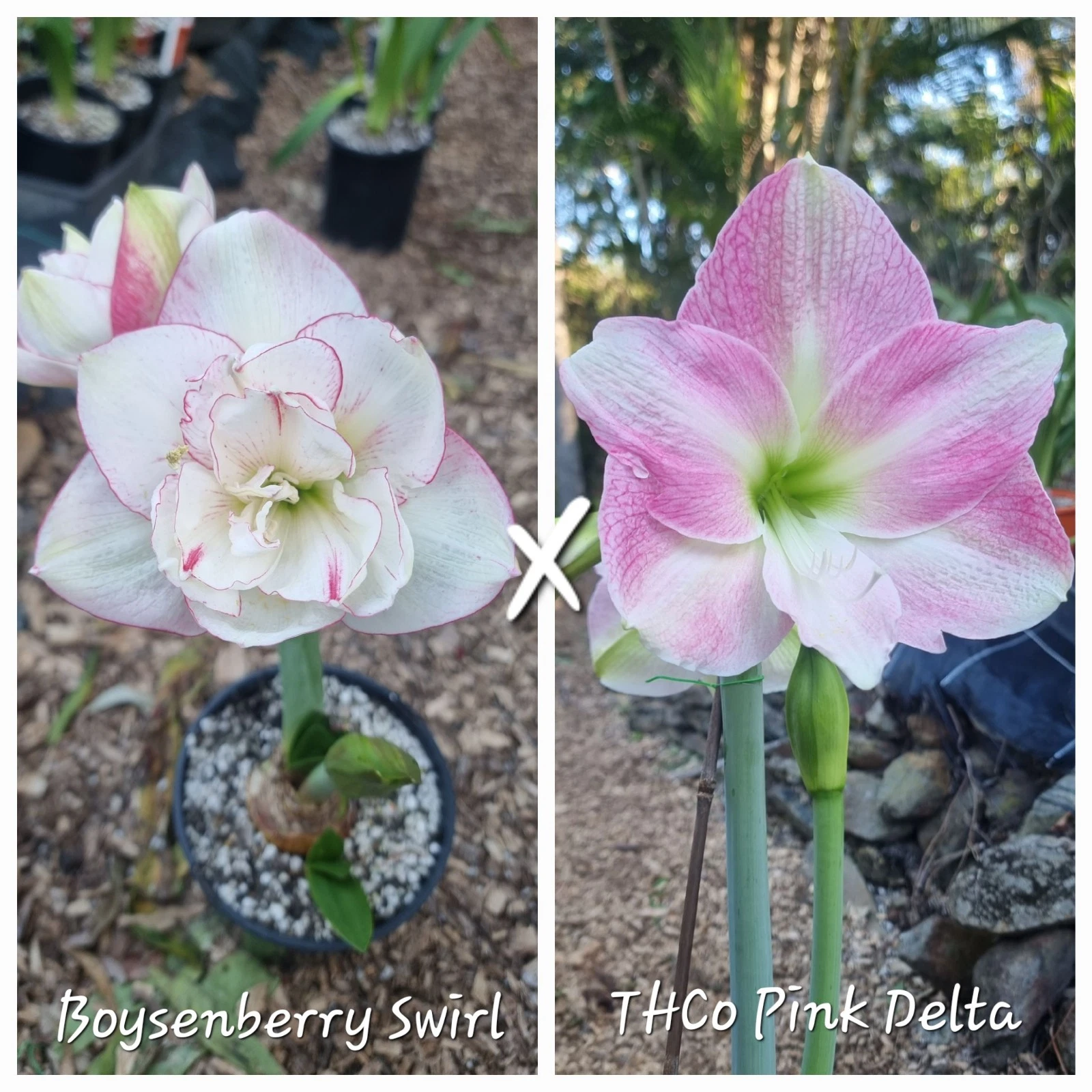 Hippeastrum spp.
