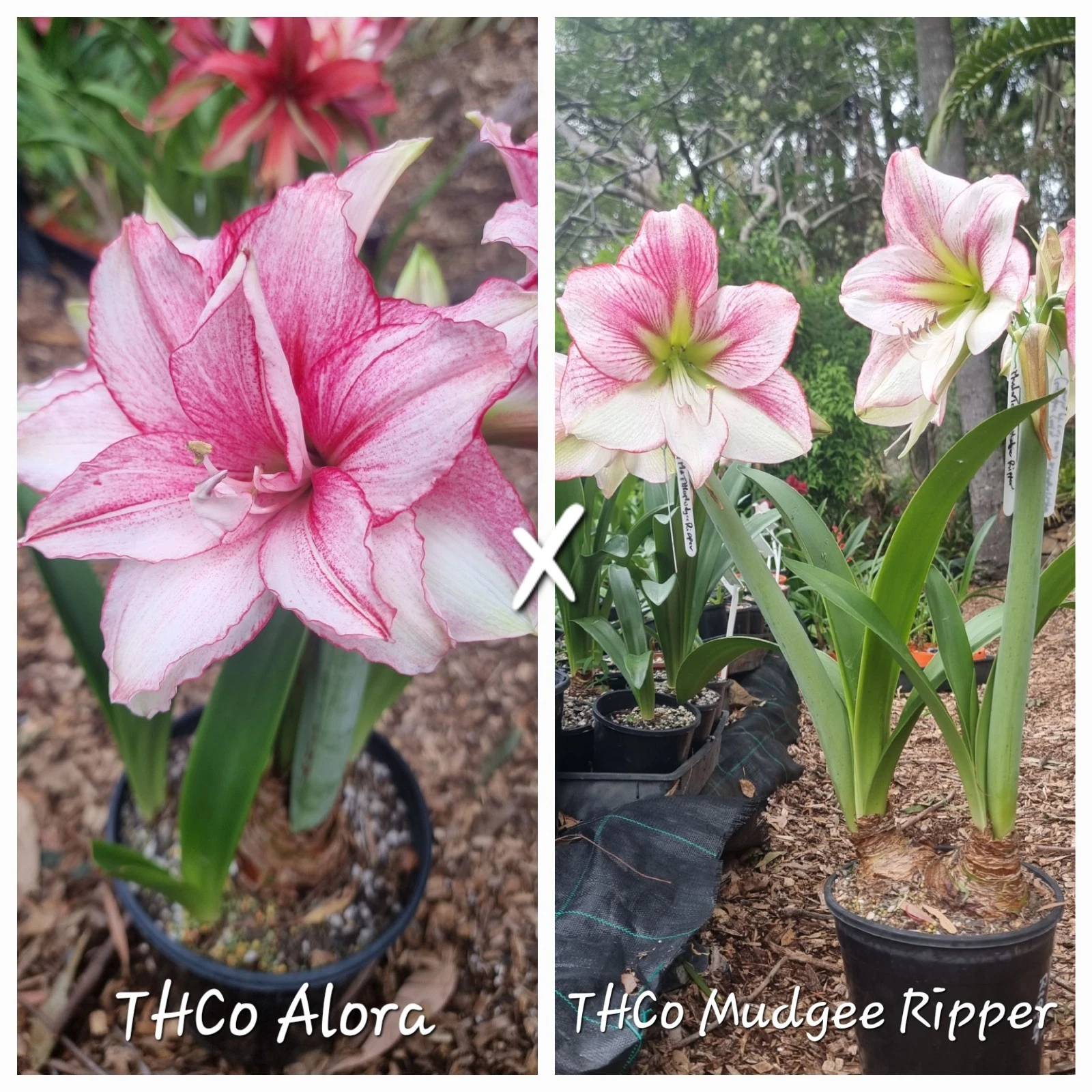 Hippeastrum spp.