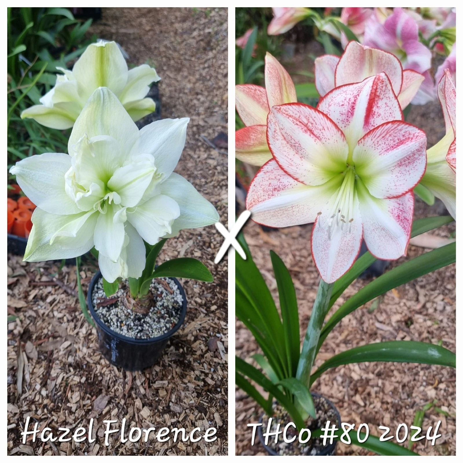 Hippeastrum spp.