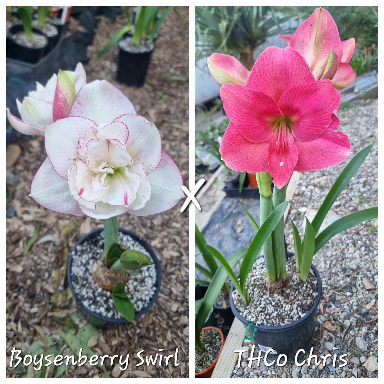 Hippeastrum spp.