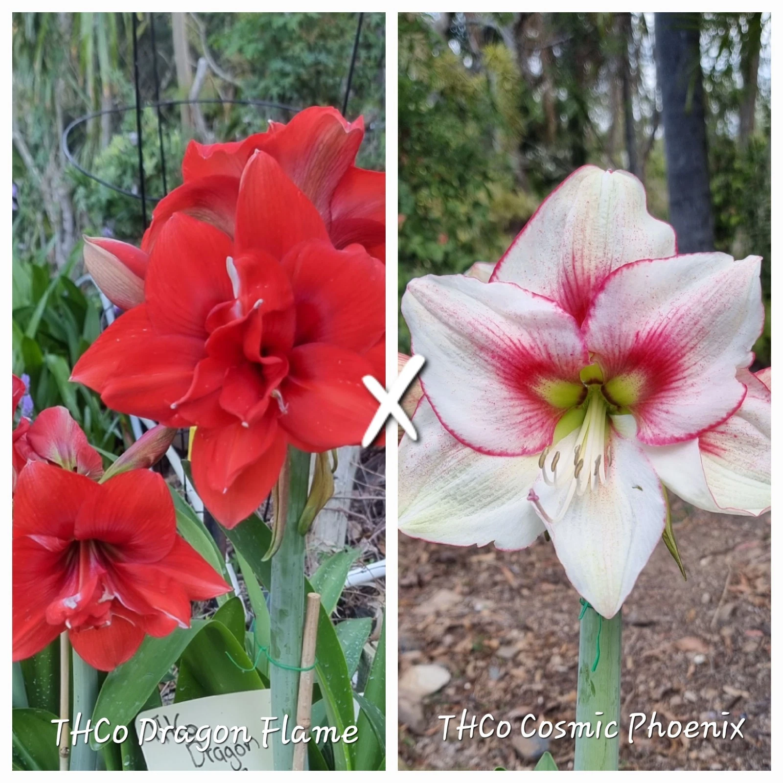 Hippeastrum spp.
