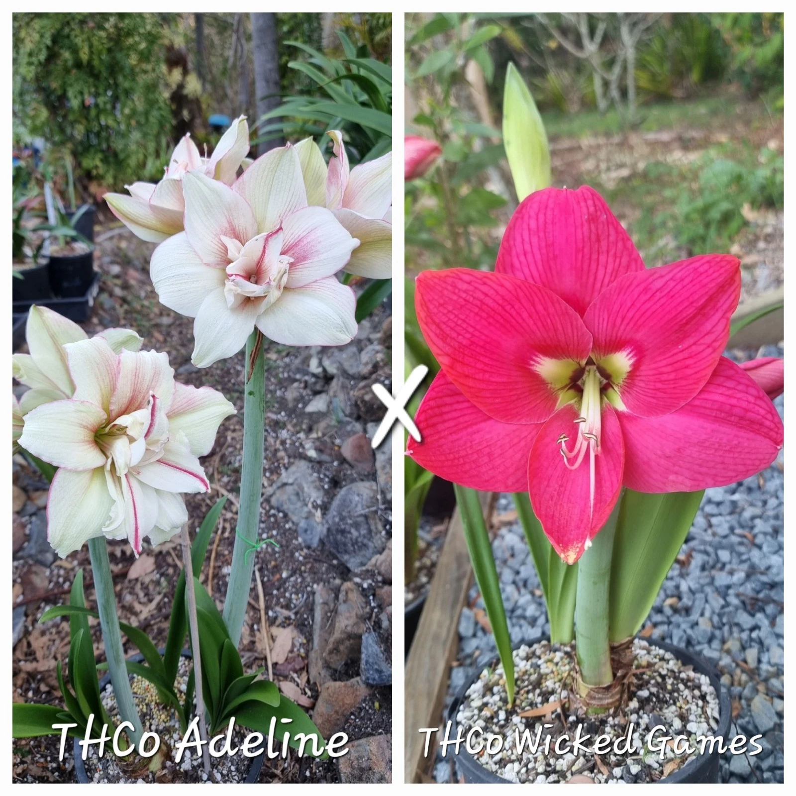 Hippeastrum spp.