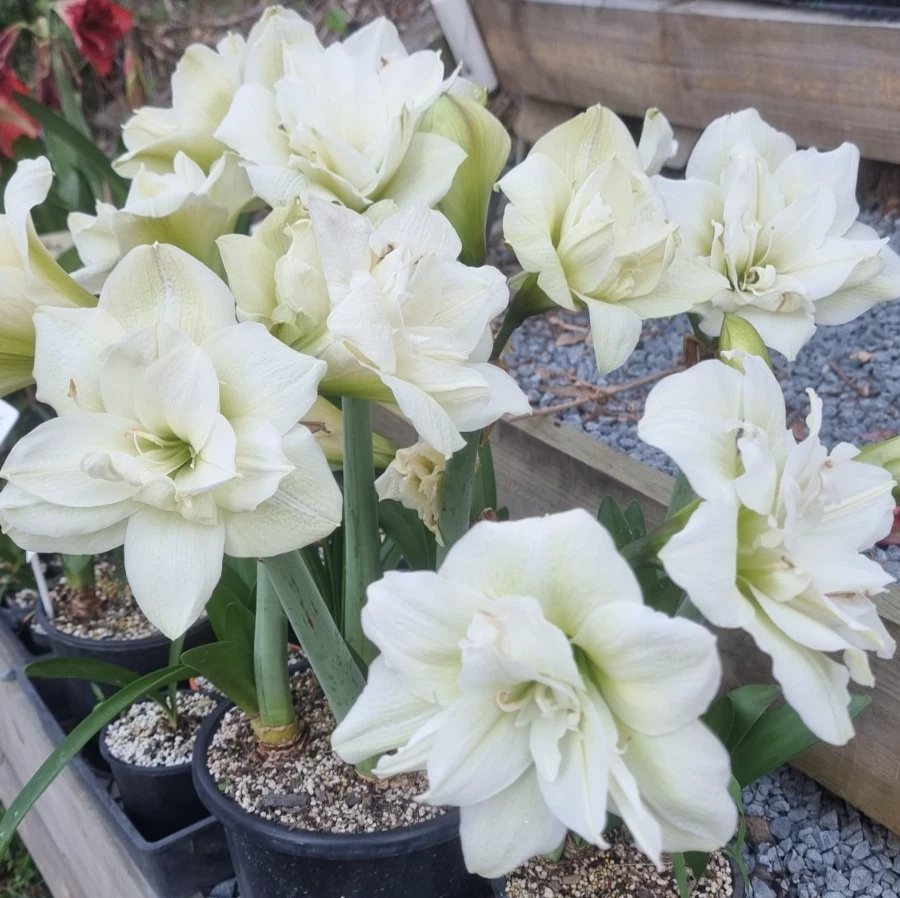 Hippeastrum spp.