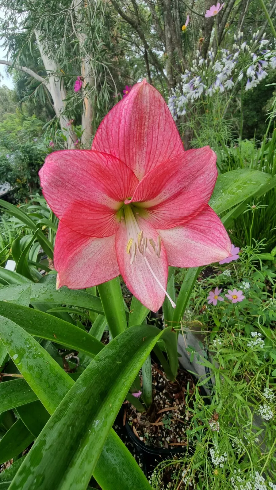 Hippeastrum spp.