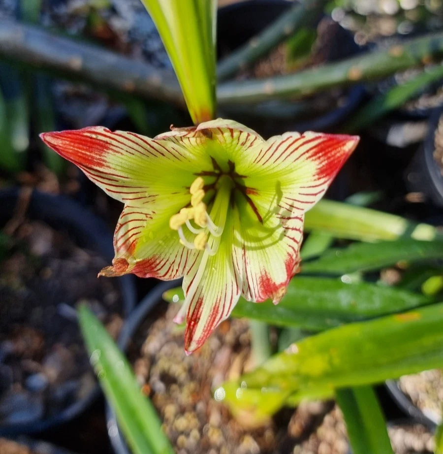 Hippeastrum spp.