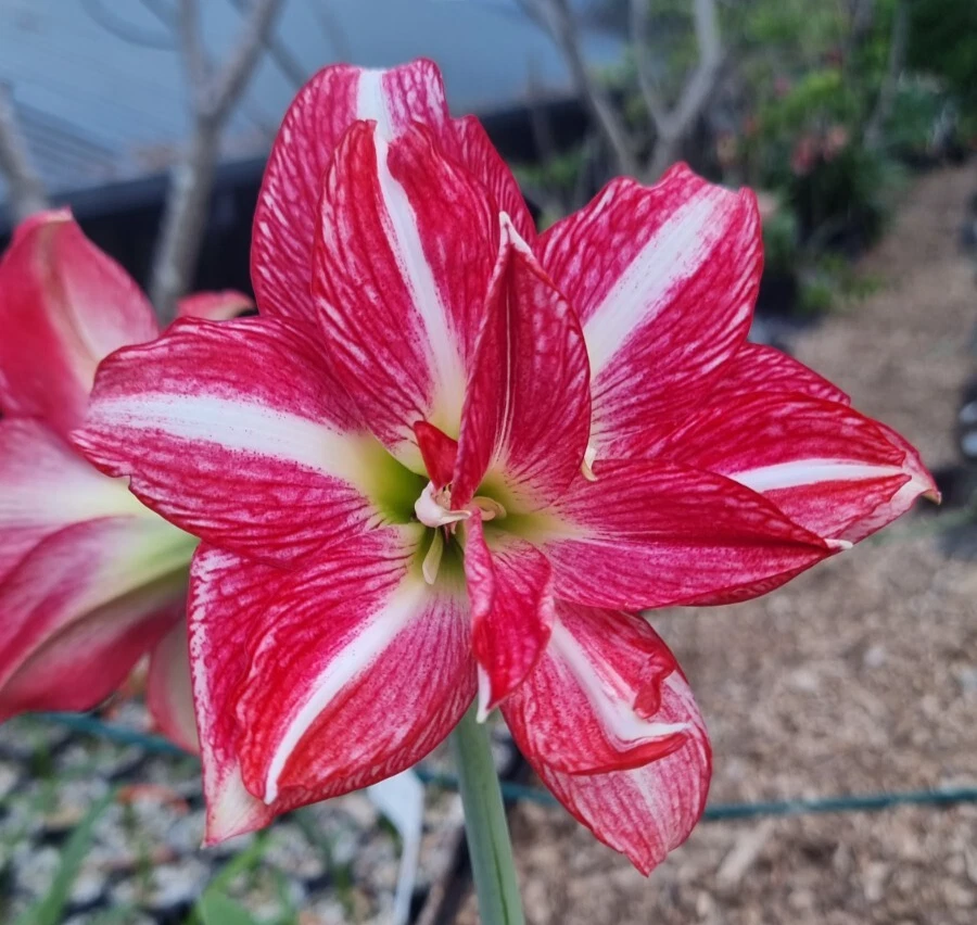 Hippeastrum spp.