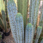 Blue Cactus Quamby