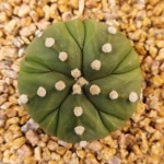Astrophytum asterias 'nudum' cv. 5 rib Fukuryu