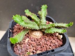 Euphorbia Stellata