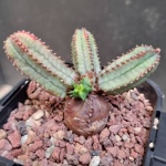 Euphorbia Tubligans